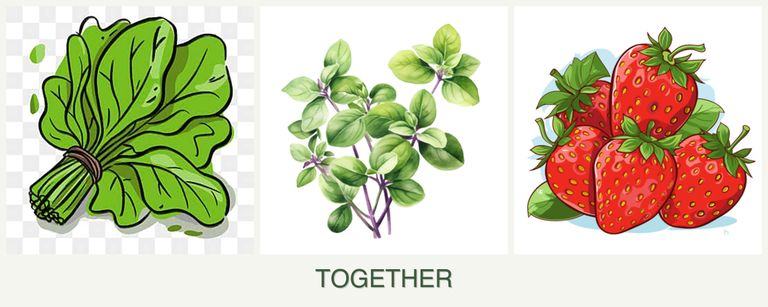 Can you plant spinach, oregano and strawberries together?