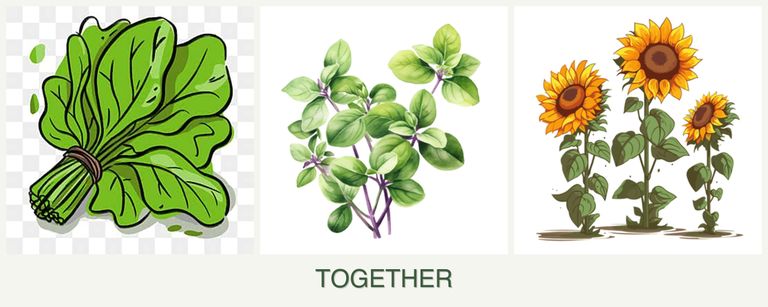 Can you plant spinach, oregano and sunflowers together?