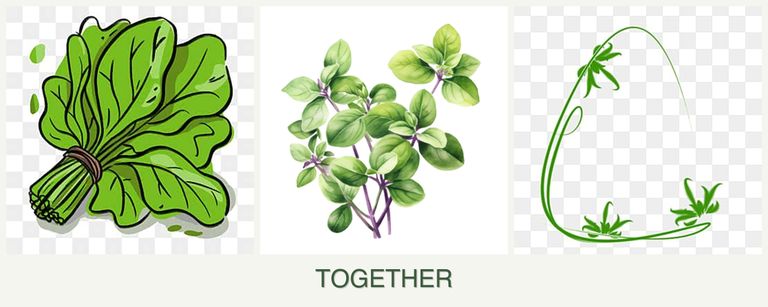 Can you plant spinach, oregano and tarragon together?