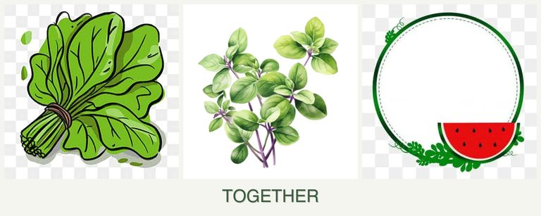 Can you plant spinach, oregano and watermelons together?