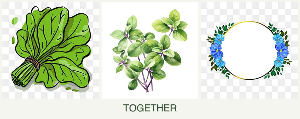 Can you plant spinach, oregano and zinnias together?