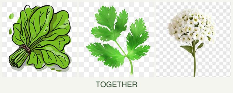 Can you plant spinach, parsley and alyssum together?