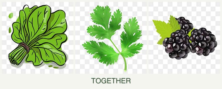 Can you plant spinach, parsley and blackberries together?