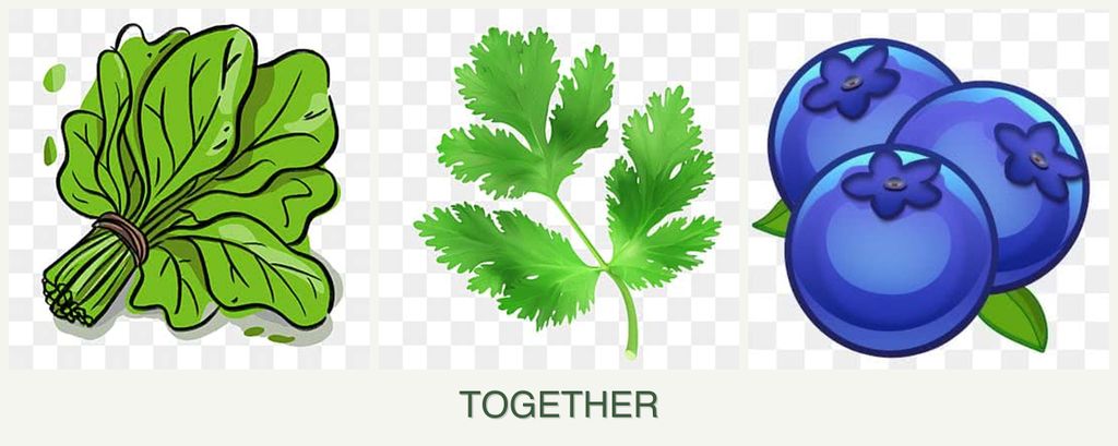 Can you plant spinach, parsley and blueberries together?