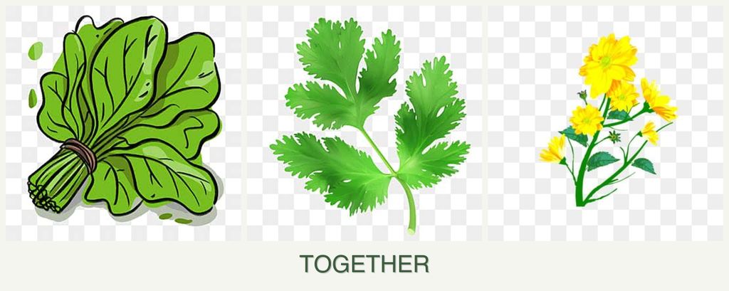 Can you plant spinach, parsley and calendula together?