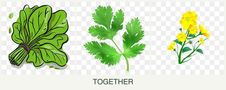 Can you plant spinach, parsley and calendula together?