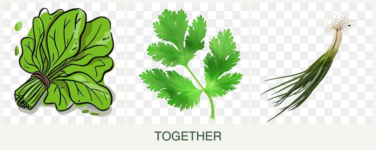 Can you plant spinach, parsley and chives together?