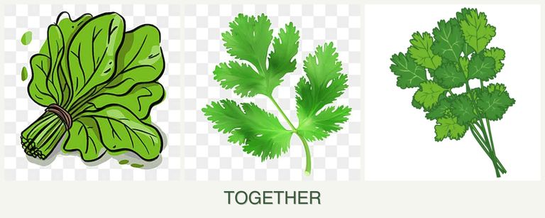 Can you plant spinach, parsley and cilantro together?