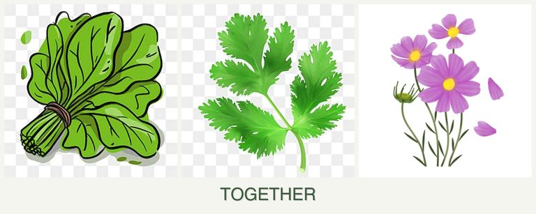 Can you plant spinach, parsley and cosmos together?