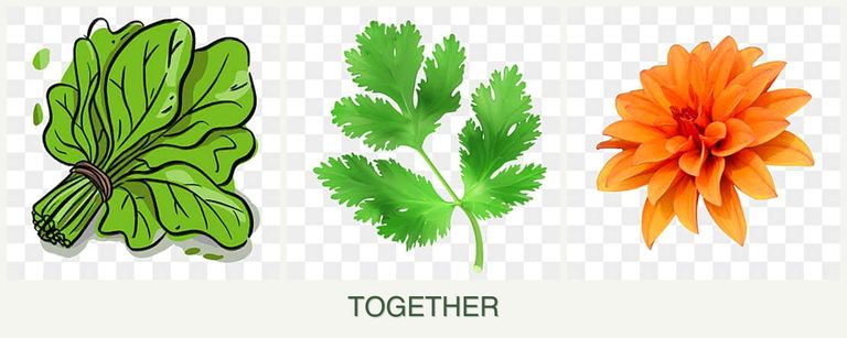 Can you plant spinach, parsley and dahlias together?