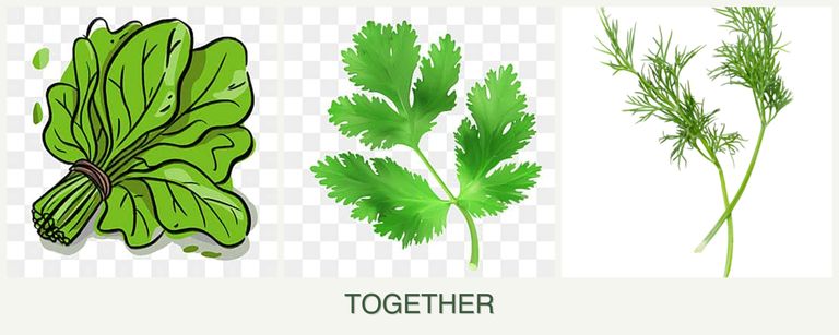 Can you plant spinach, parsley and dill together?