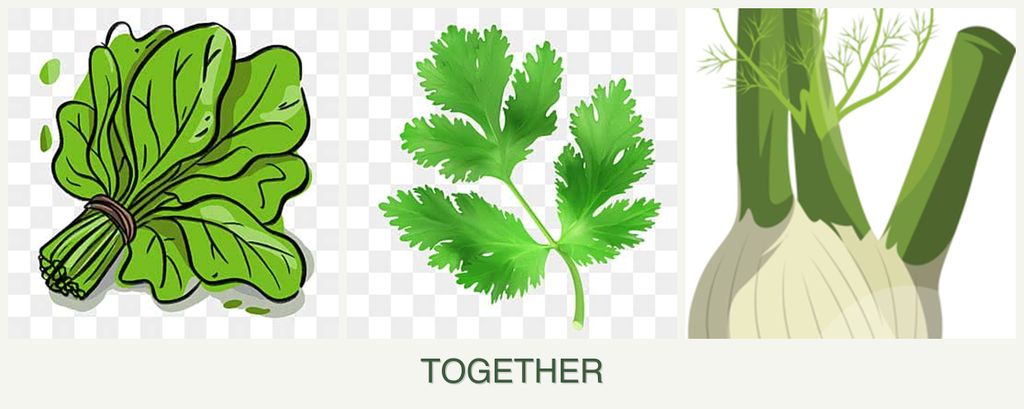 Can you plant spinach, parsley and fennel together?