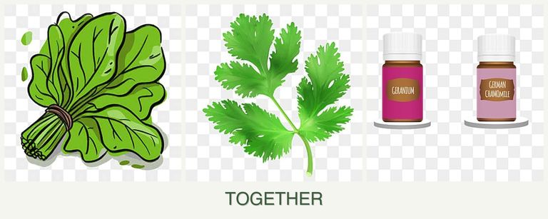 Can you plant spinach, parsley and geraniums together?