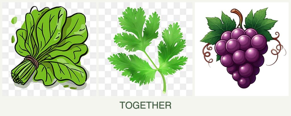 Can you plant spinach, parsley and grapes together?