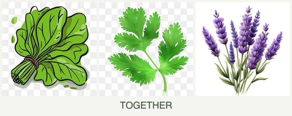 Can you plant spinach, parsley and lavender together?