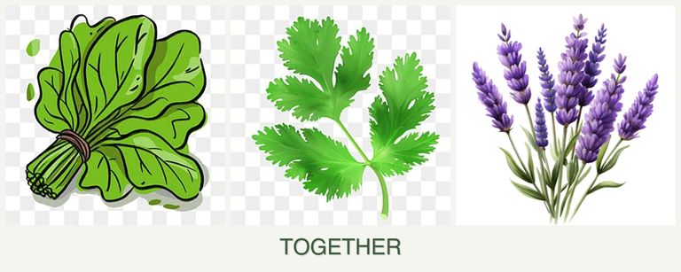 Can you plant spinach, parsley and lavender together?