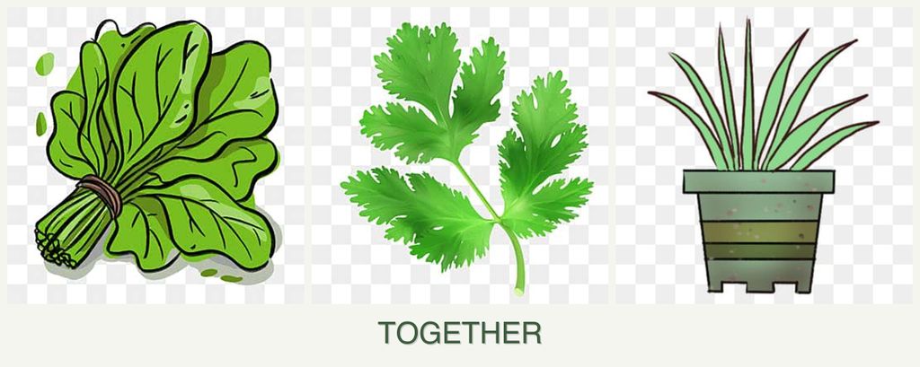 Can you plant spinach, parsley and lemongrass together?