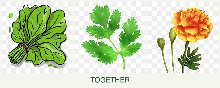 Can you plant spinach, parsley and marigolds together?