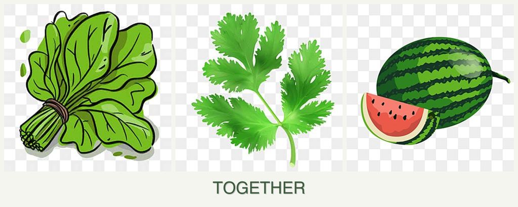 Can you plant spinach, parsley and melons together?