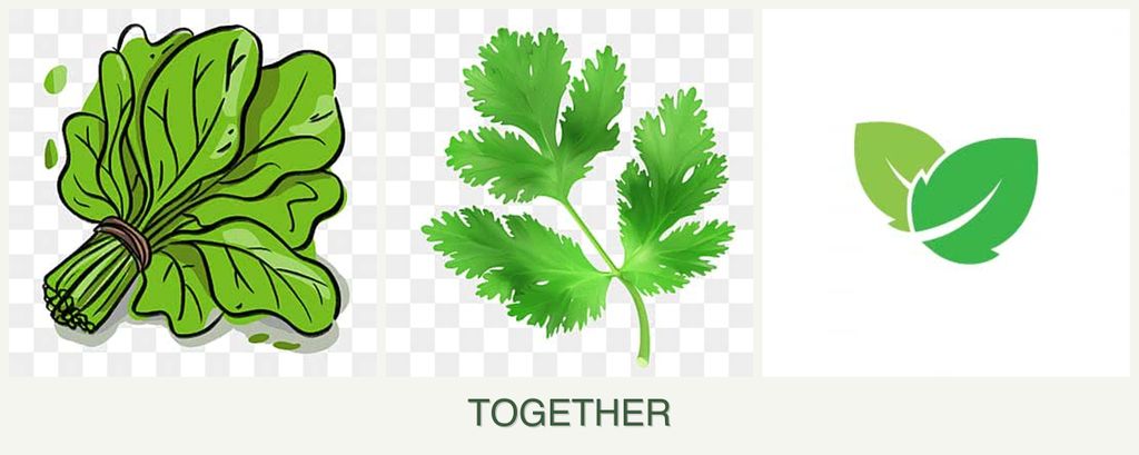Can you plant spinach, parsley and mint together?