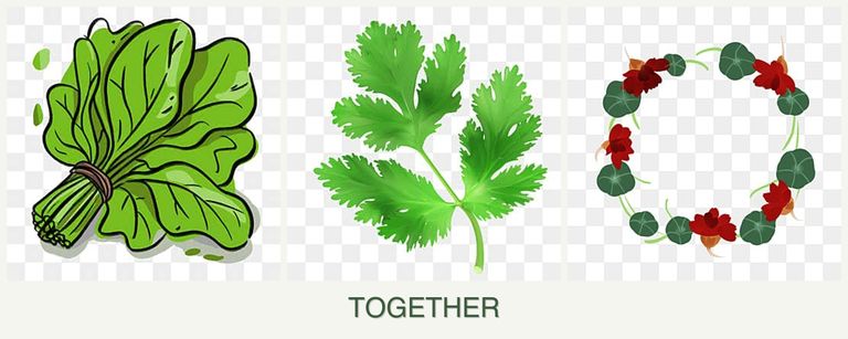 Can you plant spinach, parsley and nasturtiums together?