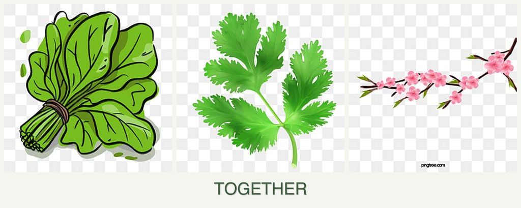 Can you plant spinach, parsley and peaches together?