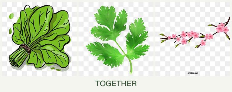 Can you plant spinach, parsley and peaches together?