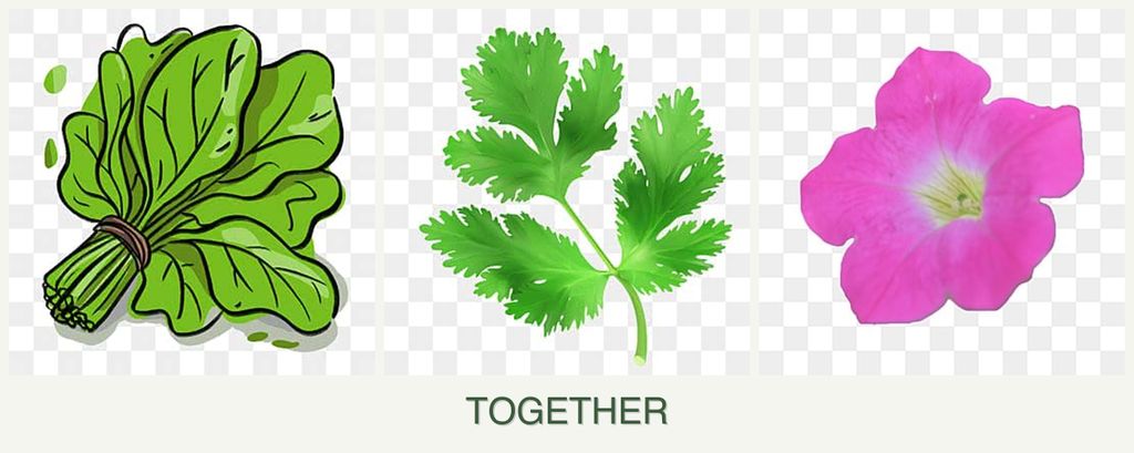 Can you plant spinach, parsley and petunias together?