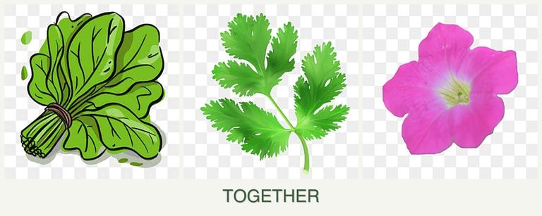 Can you plant spinach, parsley and petunias together?