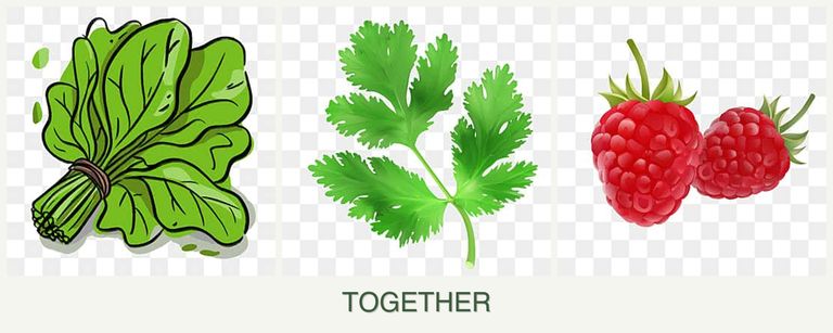Can you plant spinach, parsley and raspberries together?