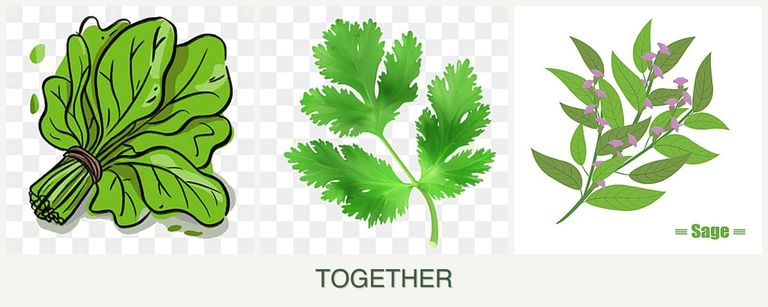 Can you plant spinach, parsley and sage together?