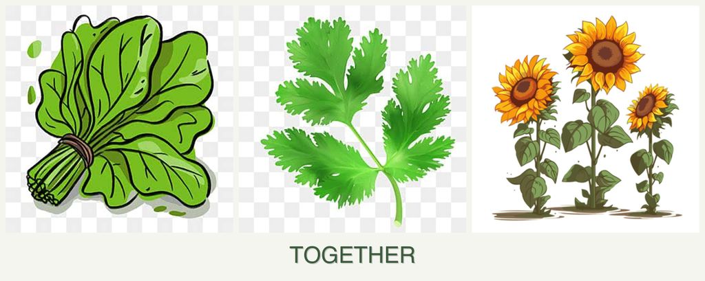 Can you plant spinach, parsley and sunflowers together?