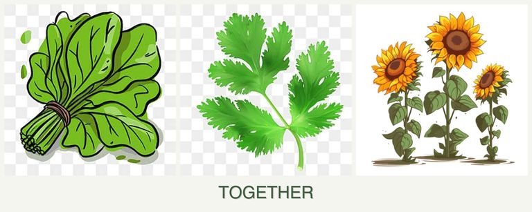 Can you plant spinach, parsley and sunflowers together?