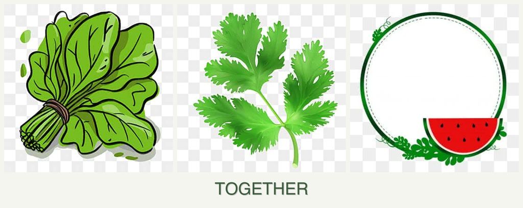 Can you plant spinach, parsley and watermelons together?