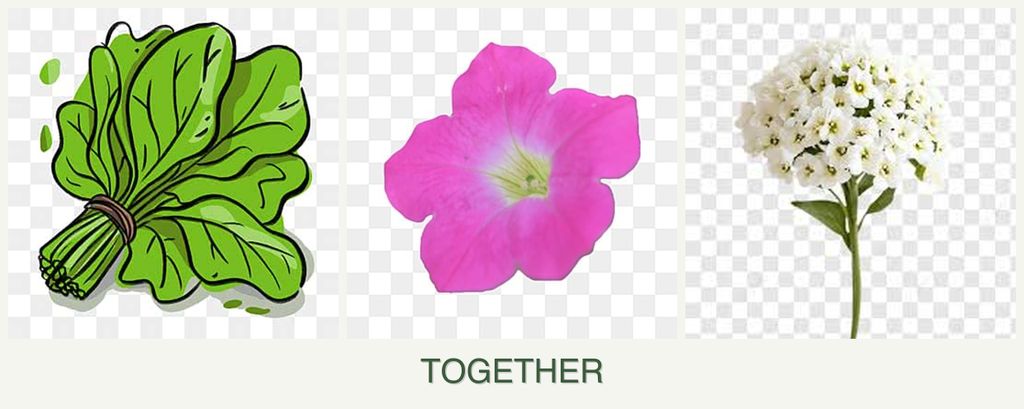 Can you plant spinach, petunias and alyssum together?