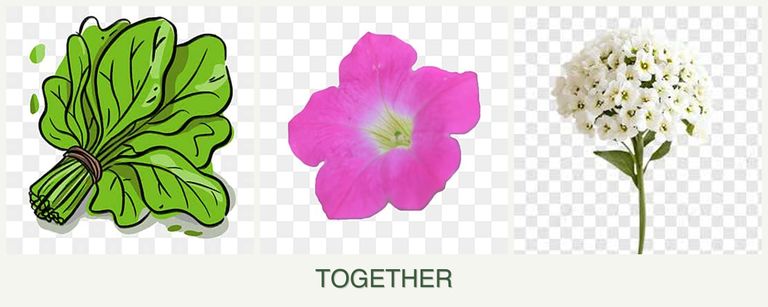 Can you plant spinach, petunias and alyssum together?