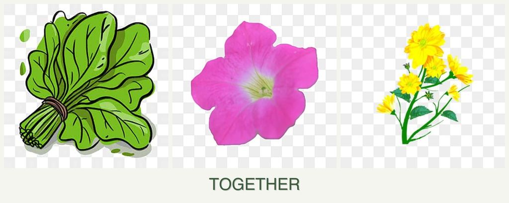 Can you plant spinach, petunias and calendula together?