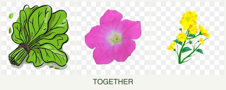 Can you plant spinach, petunias and calendula together?