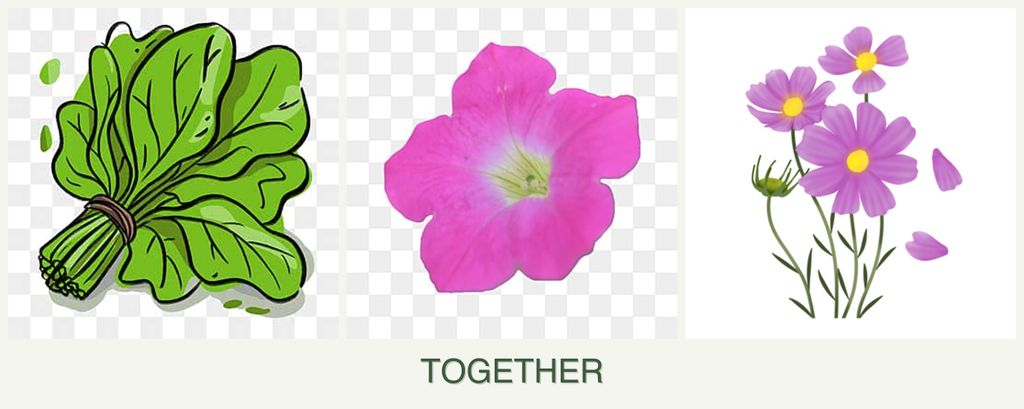 Can you plant spinach, petunias and cosmos together?
