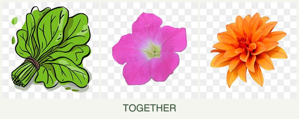 Can you plant spinach, petunias and dahlias together?