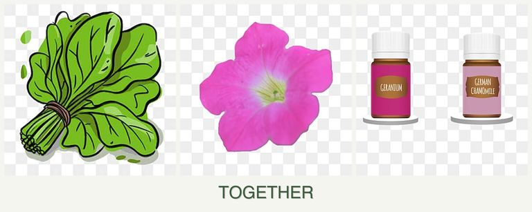 Can you plant spinach, petunias and geraniums together?