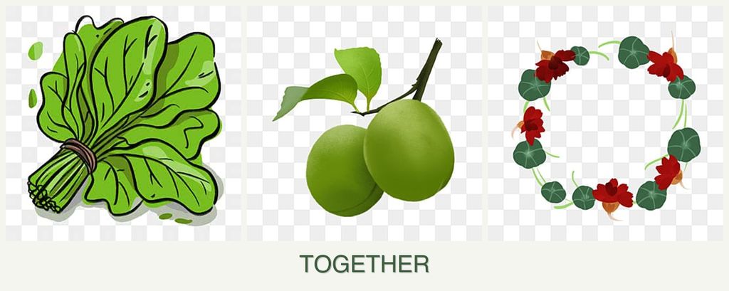 Can you plant spinach, plums and nasturtiums together?