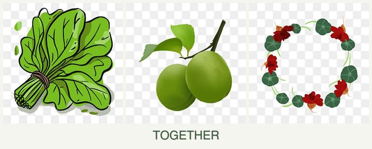 Can you plant spinach, plums and nasturtiums together?