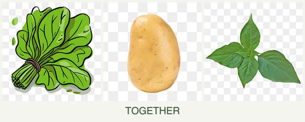 Can you plant spinach, potatoes and basil together?