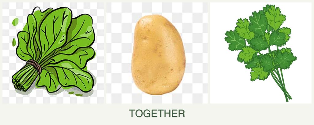 Can you plant spinach, potatoes and cilantro together?