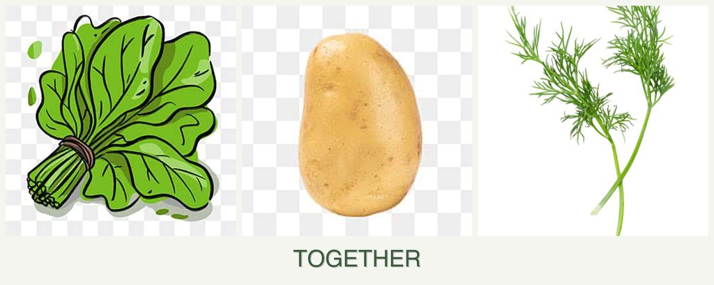 Can you plant spinach, potatoes and dill together?