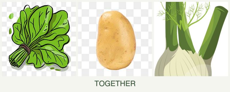 Can you plant spinach, potatoes and fennel together?