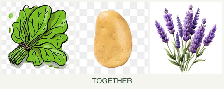 Can you plant spinach, potatoes and lavender together?