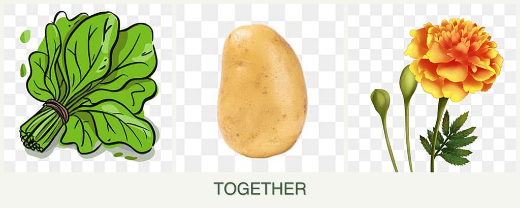 Can you plant spinach, potatoes and marigolds together?