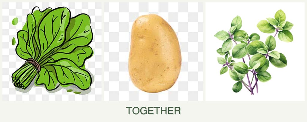Can you plant spinach, potatoes and oregano together?